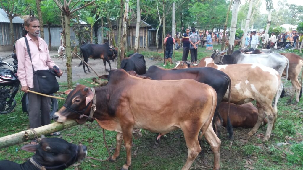 Qurbani Program Cows-2019
